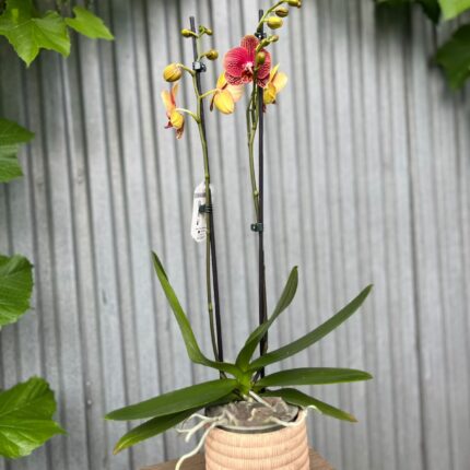 Phalaenopsis I-Hsin Picture | Storczyk