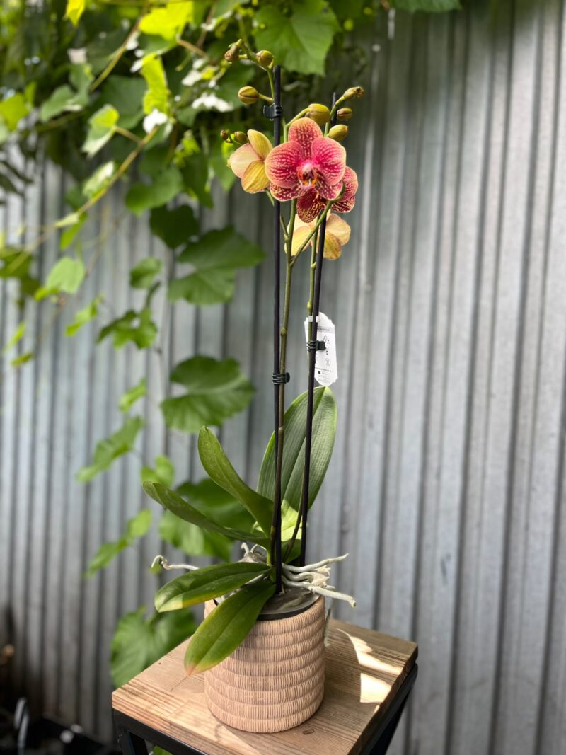 Phalaenopsis I-Hsin Picture | Storczyk