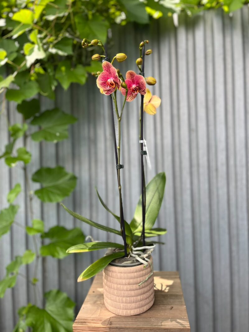 Phalaenopsis I-Hsin Picture | Storczyk