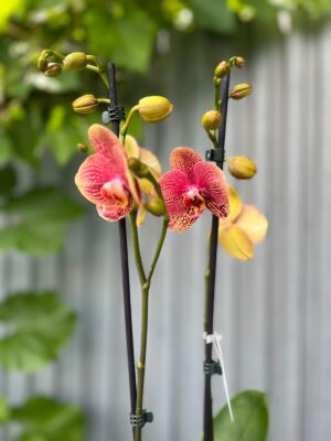 Phalaenopsis I-Hsin Picture | Storczyk