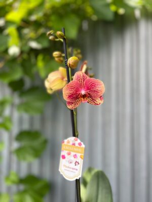 Phalaenopsis I-Hsin Picture | Storczyk