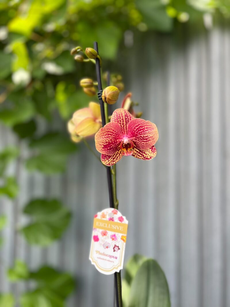 Phalaenopsis I-Hsin Picture | Storczyk Phalaenopsis I-Hsin Picture | Storczyk
