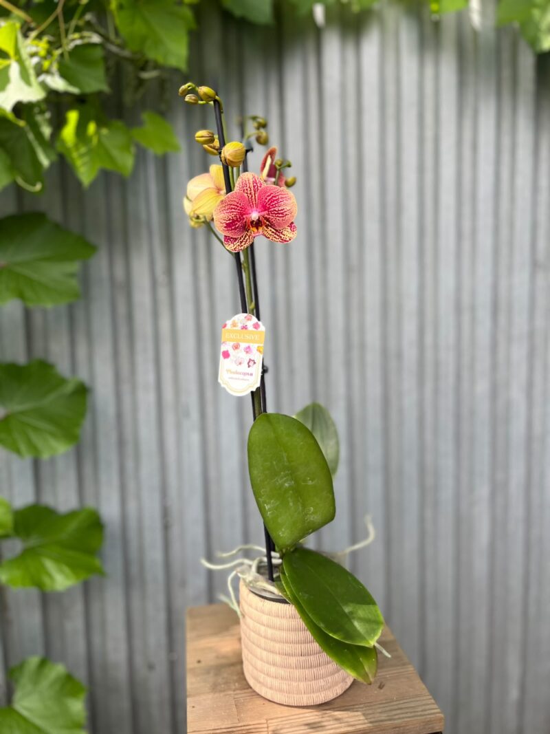 Phalaenopsis I-Hsin Picture | Storczyk