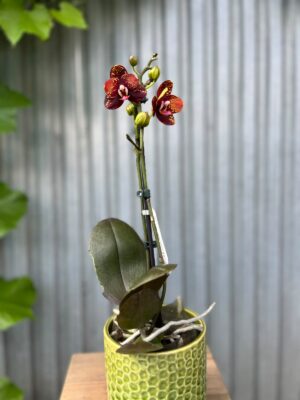 Phalaenopsis ‘GC Reyoung Lava’ – Storczyk