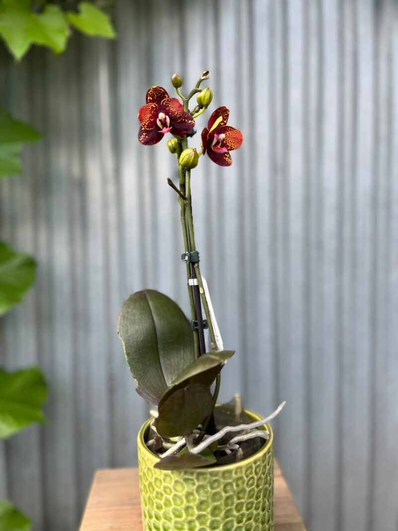 Phalaenopsis ‘GC Reyoung Lava’ – Storczyk
