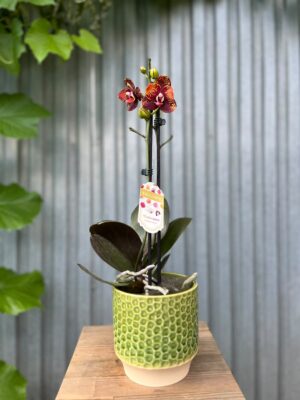 Phalaenopsis ‘GC Reyoung Lava’ – Storczyk