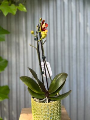 Phalaenopsis ‘GC Reyoung Lava’ – Storczyk
