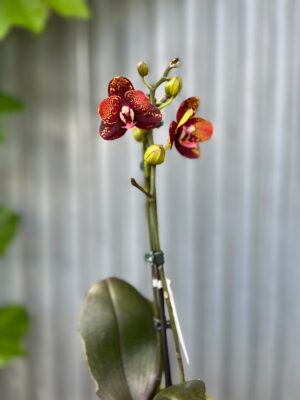 Phalaenopsis ‘GC Reyoung Lava’ – Storczyk