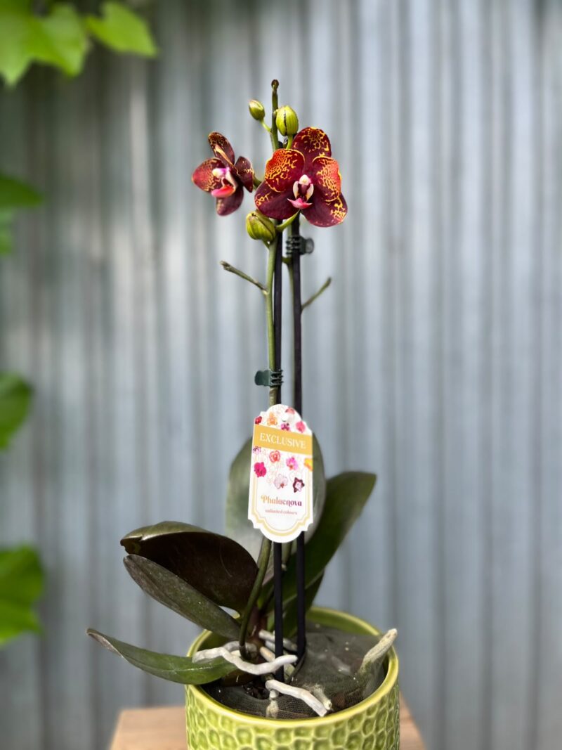 Phalaenopsis ‘GC Reyoung Lava’ – Storczyk