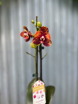 Phalaenopsis ‘GC Reyoung Lava’ – Storczyk