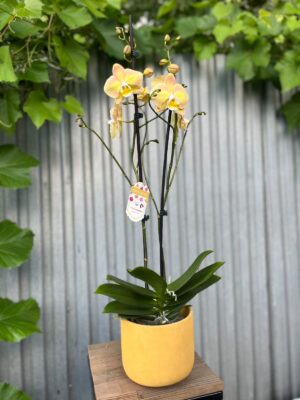 Phalaenopsis Limited Żółty | Storczyk