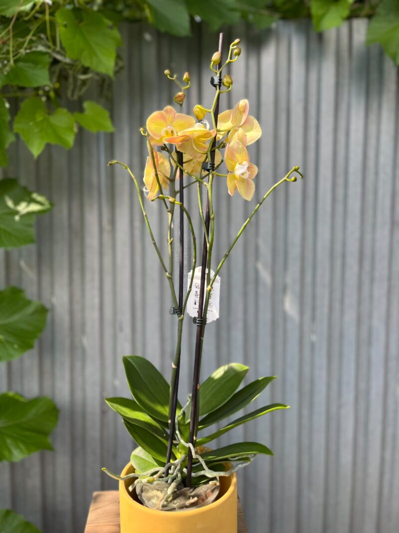 Phalaenopsis Limited Żółty | Storczyk