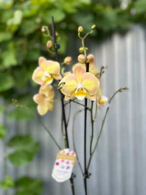 Phalaenopsis Limited Żółty | Storczyk