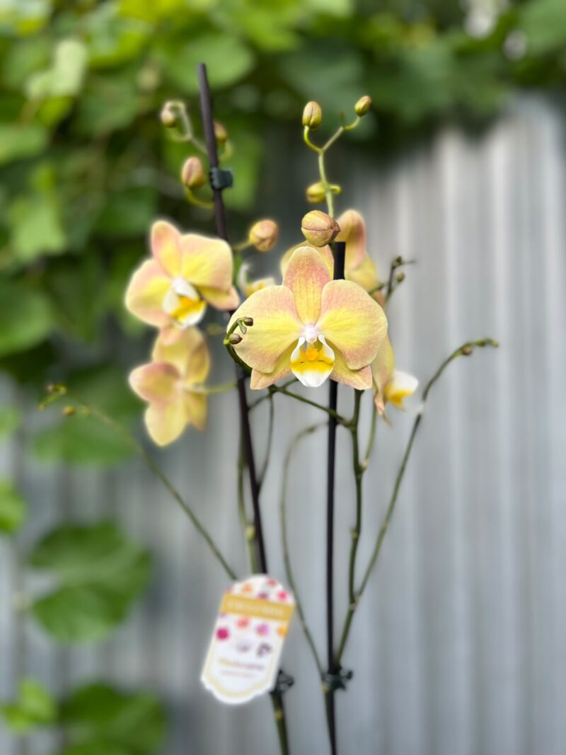 Phalaenopsis Limited Żółty | Storczyk Phalaenopsis Limited Żółty | Storczyk