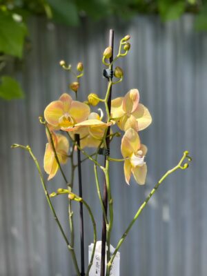 Phalaenopsis Limited Żółty | Storczyk