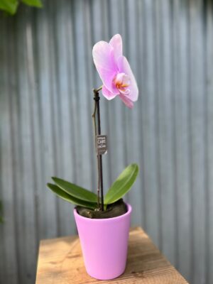 Storczyk Singolo różne kolory + osłonka ceramiczna GRATIS