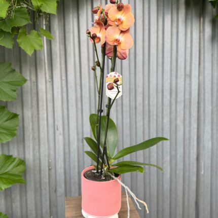 Phalaenopsis Orange Heart | Storczyk