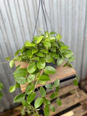 Hoya Chouke