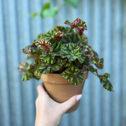 Begonia ‘Tiger Paws’ | Begonia z Ceramiczną Doniczką