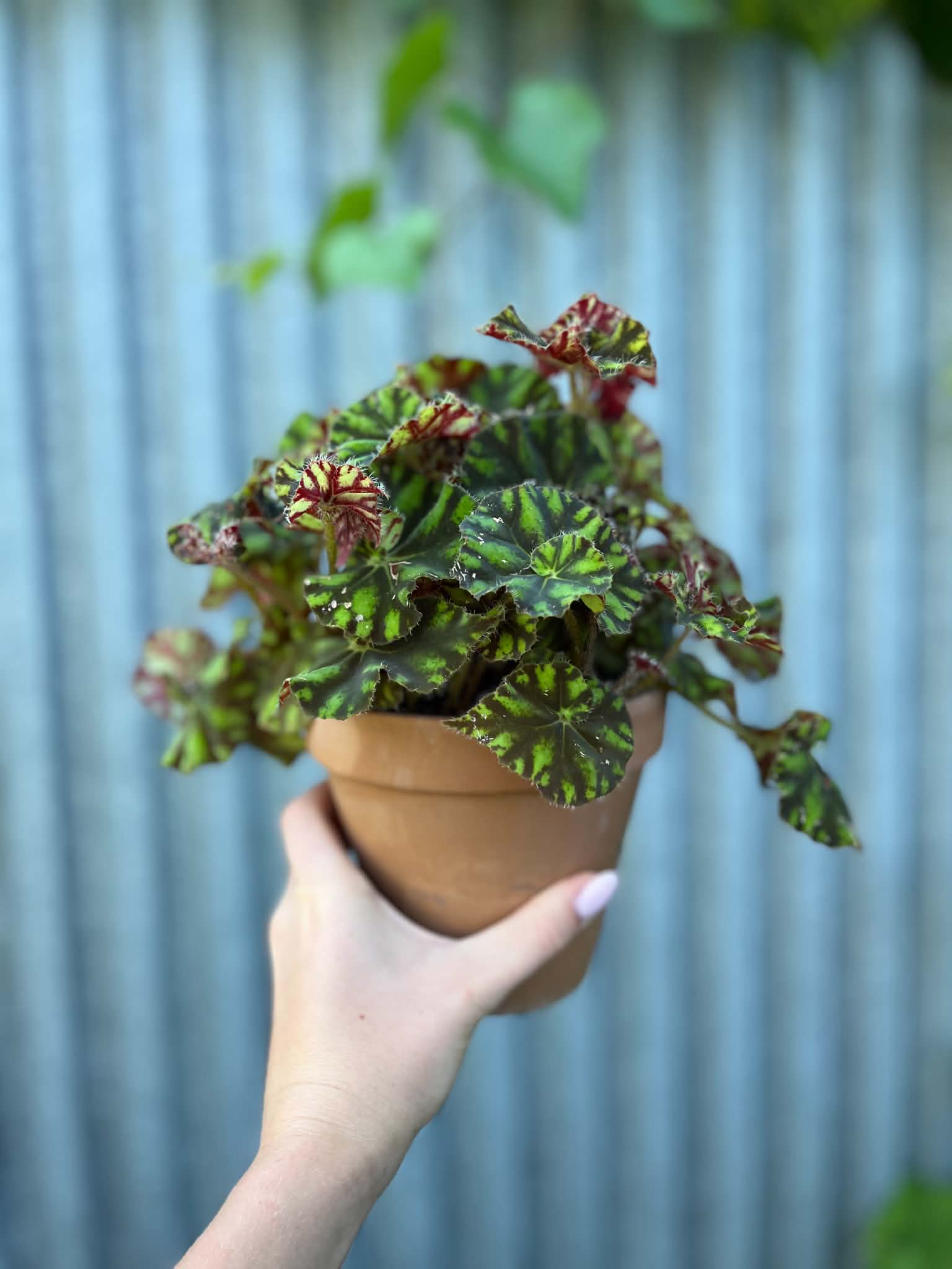 Begonia ‘Tiger Paws’ | Begonia z Ceramiczną Doniczką
