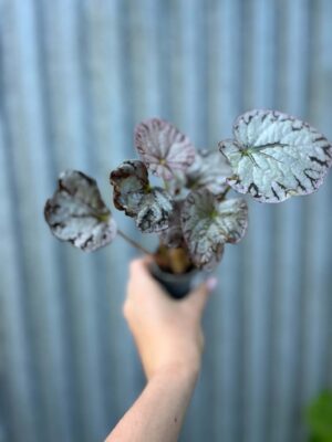 Begonia Mix Maluszków | 4 Kolekcjonerskie Odmiany do Wyboru