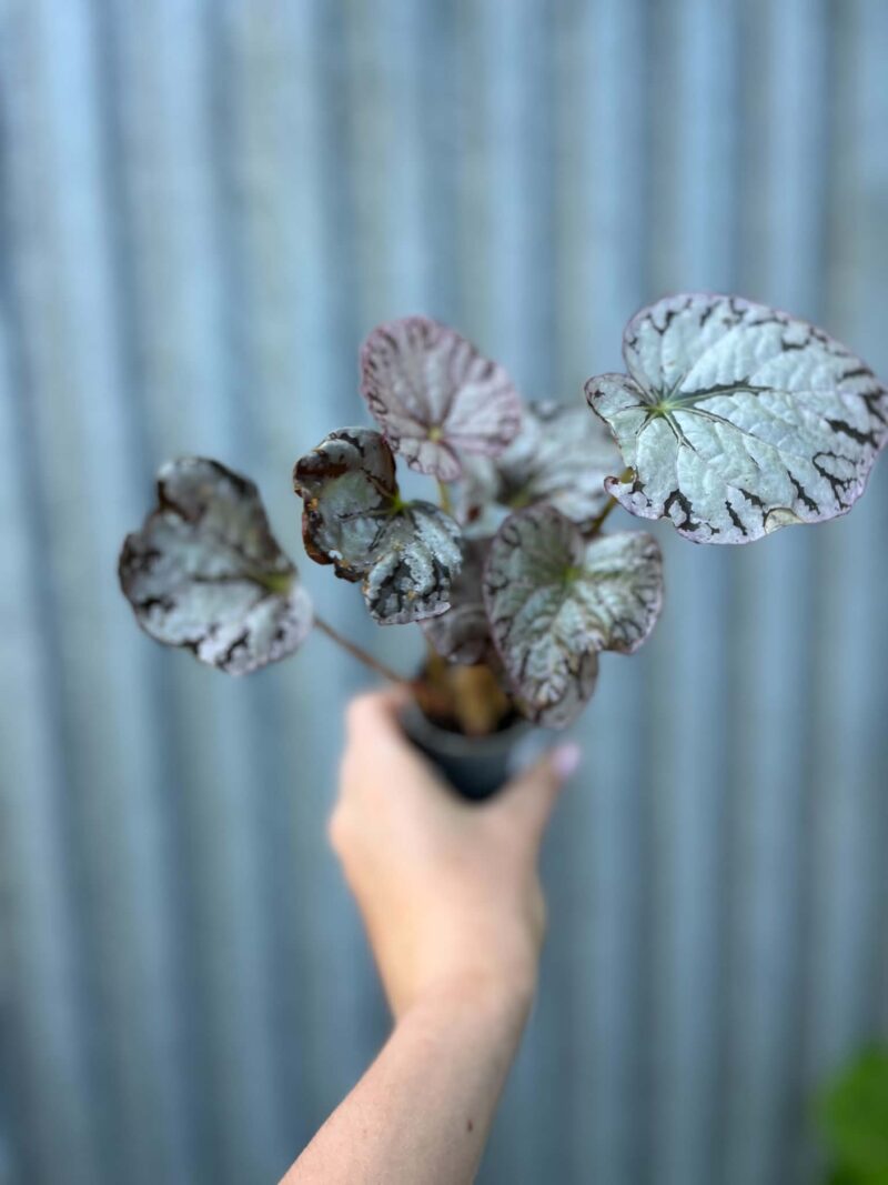 Begonia Mix Maluszków | 4 Kolekcjonerskie Odmiany do Wyboru
