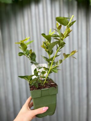 Borówka Amerykańska | Vaccinium corymbosum ‘Blue Dessert’