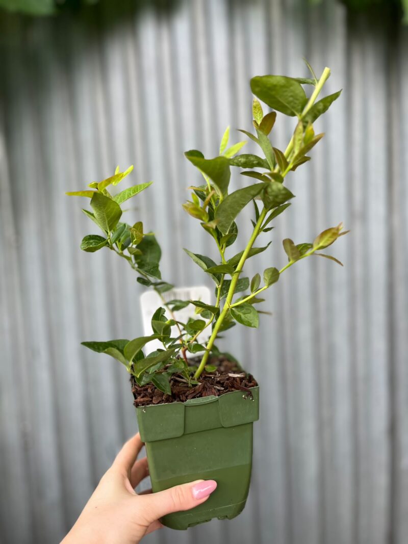 Borówka Amerykańska | Vaccinium corymbosum ‘Blue Dessert’