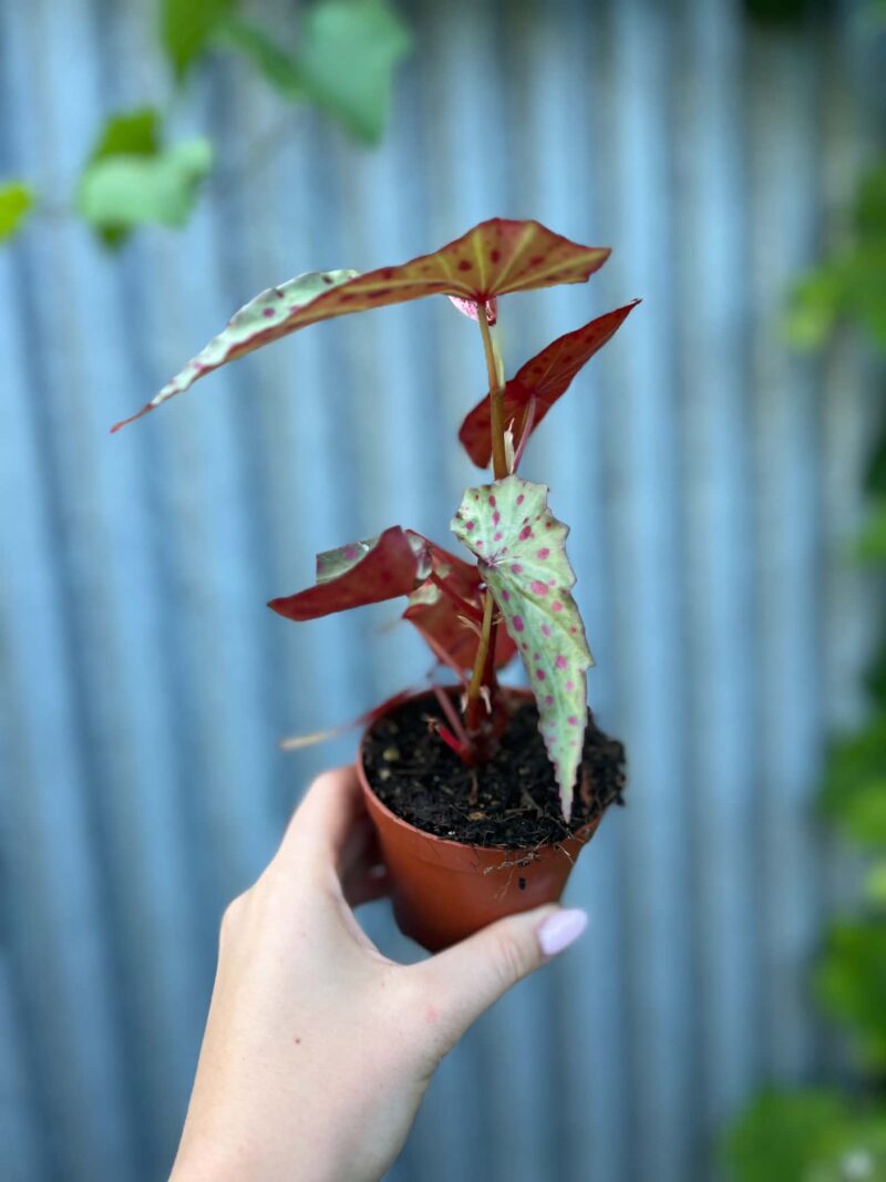 Begonia Amphioxus × Malachosticta | Begonia Kolekcjonerska