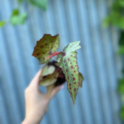 Begonia Amphioxus × Malachosticta | Begonia Kolekcjonerska