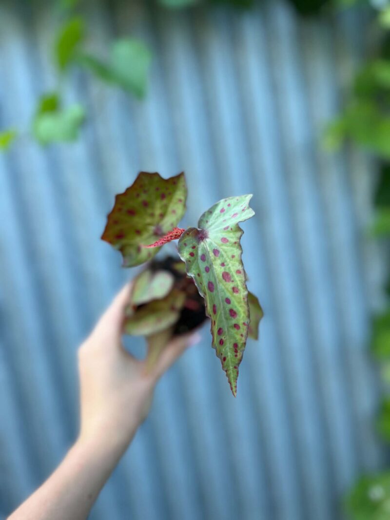 Begonia Amphioxus × Malachosticta | Begonia Kolekcjonerska Begonia Amphioxus × Malachosticta | Begonia Kolekcjonerska
