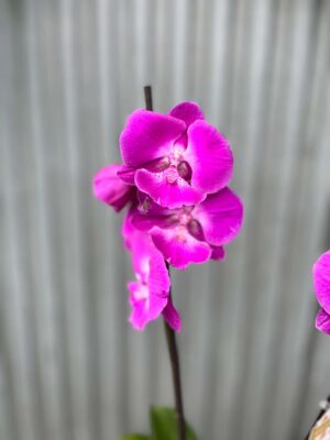 Phalaenopsis pod naszą nazwą “Fuksja” | Storczyk bez pączków