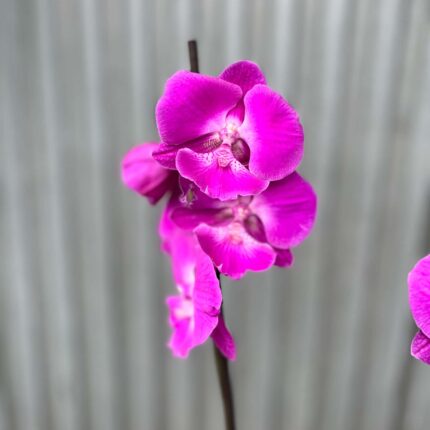 Phalaenopsis pod naszą nazwą “Fuksja” | Storczyk bez pączków