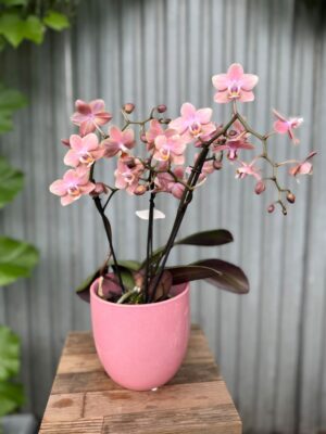 Phalaenopsis Odorion | Storczyk pachnący