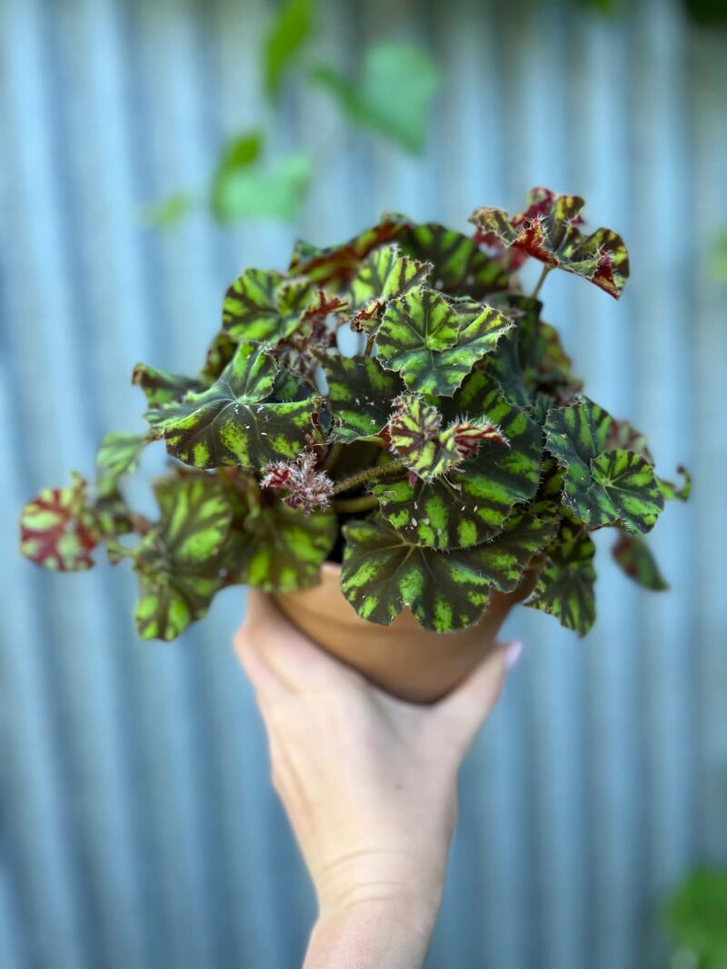 Begonia ‘Tiger Paws’ | Begonia z Ceramiczną Doniczką