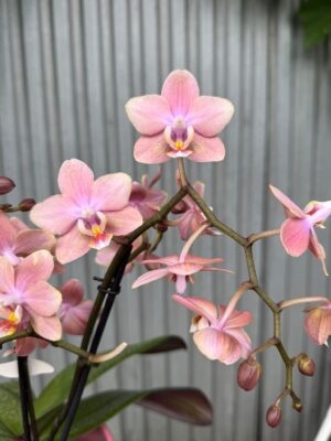 Phalaenopsis Odorion | Storczyk pachnący
