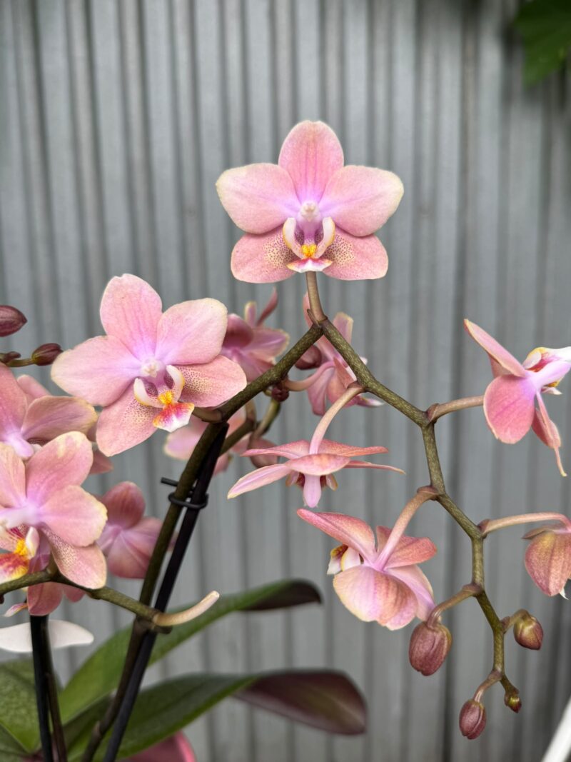 Phalaenopsis Odorion | Storczyk pachnący Phalaenopsis Odorion | Storczyk pachnący