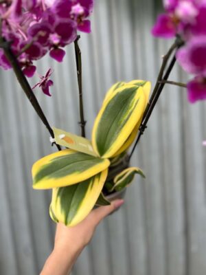 Phalaenopsis ‘Magic Leaf’ | Storczyk