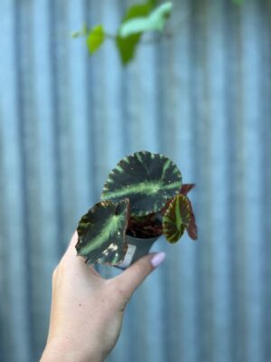 Begonia Mix Maluszków | 4 Kolekcjonerskie Odmiany do Wyboru