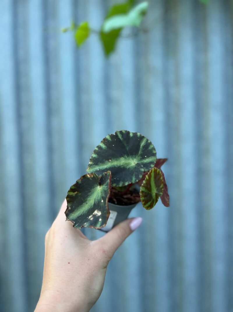 Begonia Mix Maluszków | 4 Kolekcjonerskie Odmiany do Wyboru