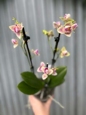 Phalaenopsis nn mutacja perolic | Storczyk przekwitający