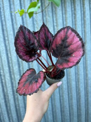 Begonia Mix Maluszków | 4 Kolekcjonerskie Odmiany do Wyboru