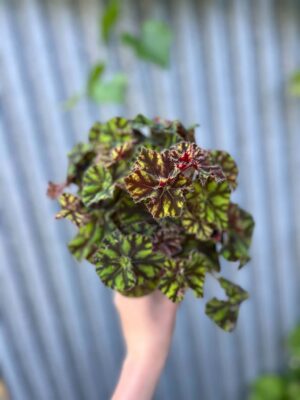 Begonia ‘Tiger Paws’ | Begonia z Ceramiczną Doniczką