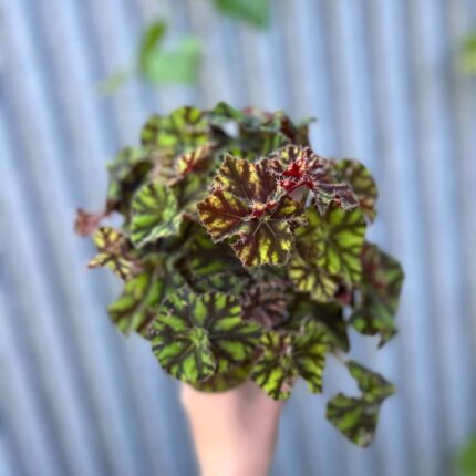 Begonia ‘Tiger Paws’ | Begonia z Ceramiczną Doniczką