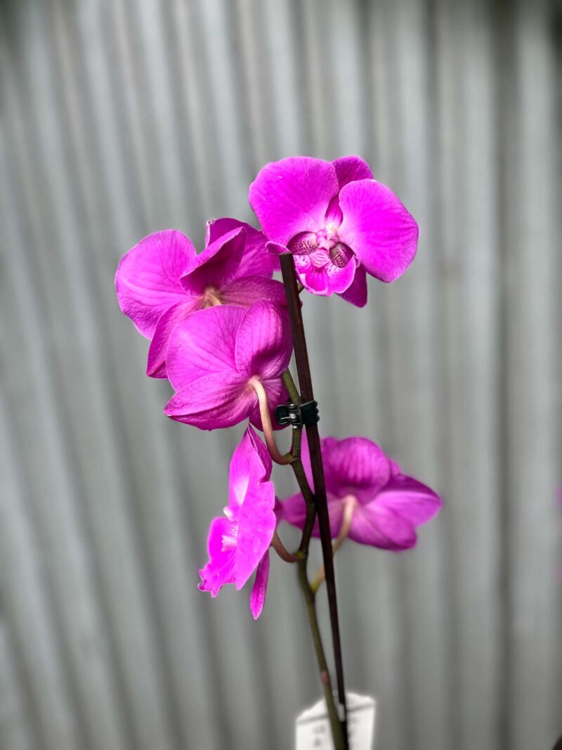 Phalaenopsis pod naszą nazwą “Fuksja” | Storczyk bez pączków