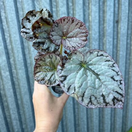 Begonia Mix Maluszków | 4 Kolekcjonerskie Odmiany do Wyboru