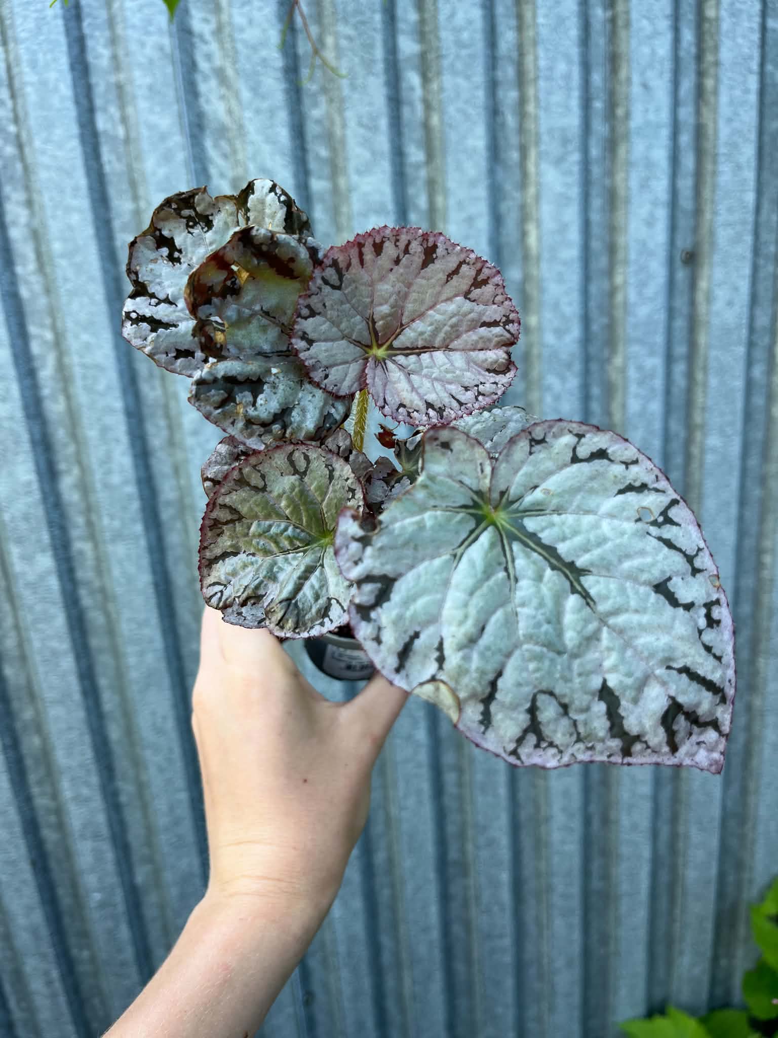 Begonia Mix Maluszków | 4 Kolekcjonerskie Odmiany do Wyboru