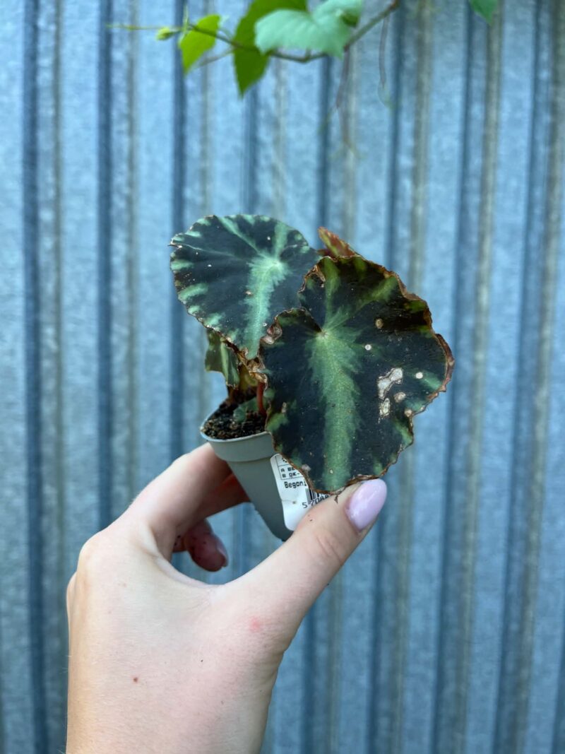 Begonia Mix Maluszków | 4 Kolekcjonerskie Odmiany do Wyboru