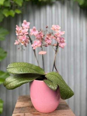 Phalaenopsis Odorion | Storczyk pachnący