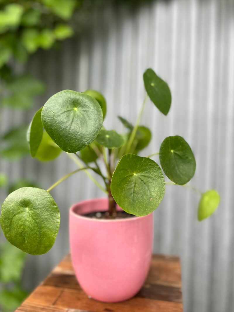 Osłonka ceramiczna różowa 13 cm